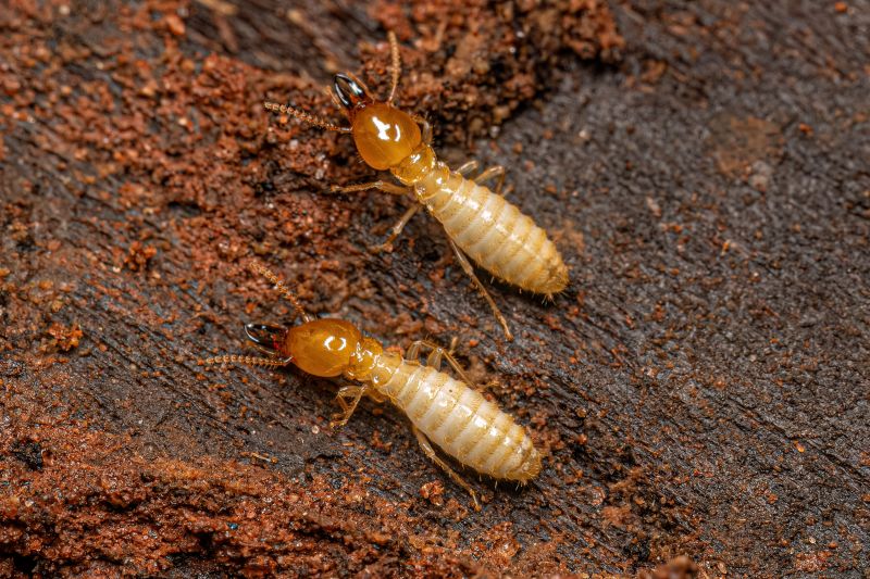 Winged Termite Extermination